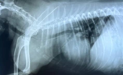 Collapsed Trachea in Dogs: Causes, Signs, and Treatment